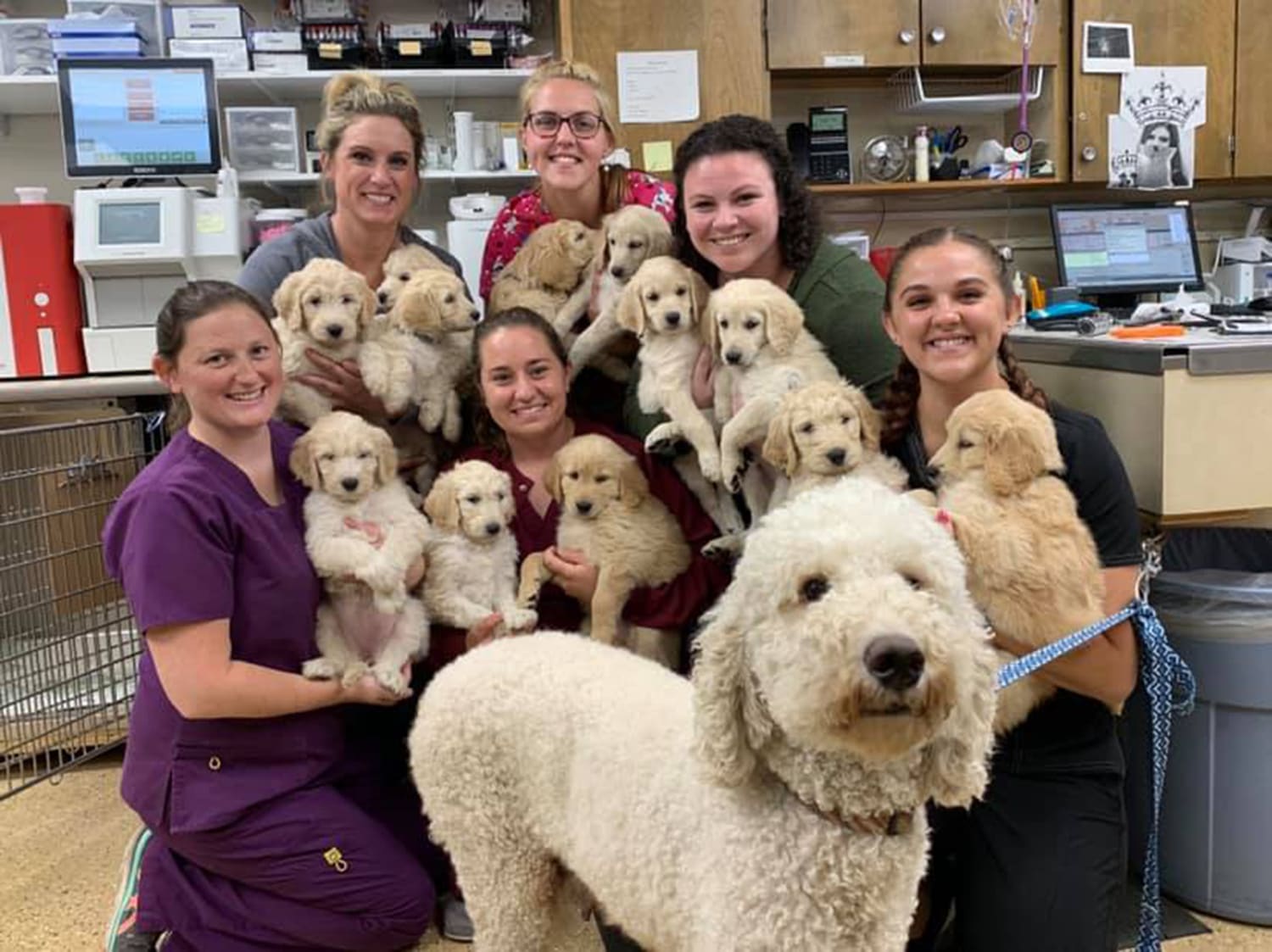 12 Goldendoodle Puppies Find Homes After Viral Facebook Post
