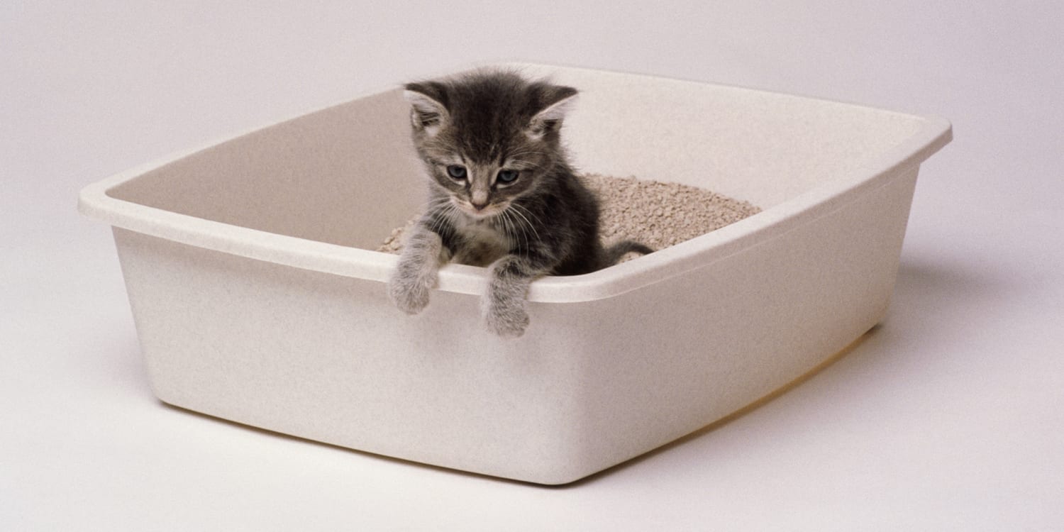 recommended cat litter