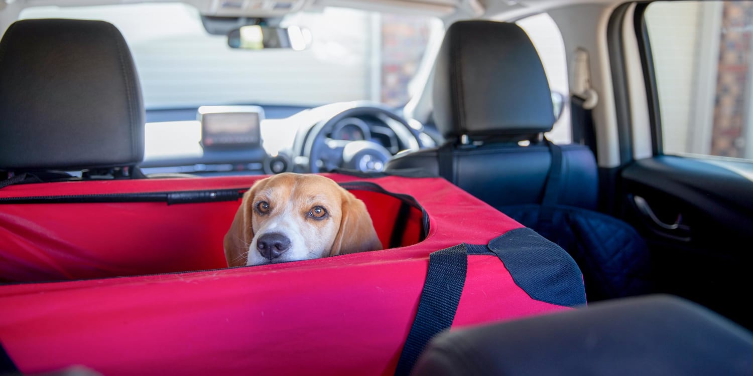 Recognition Leninism Risky Safe car travel with your dog: Crash-tested harnesses, crates and carriers