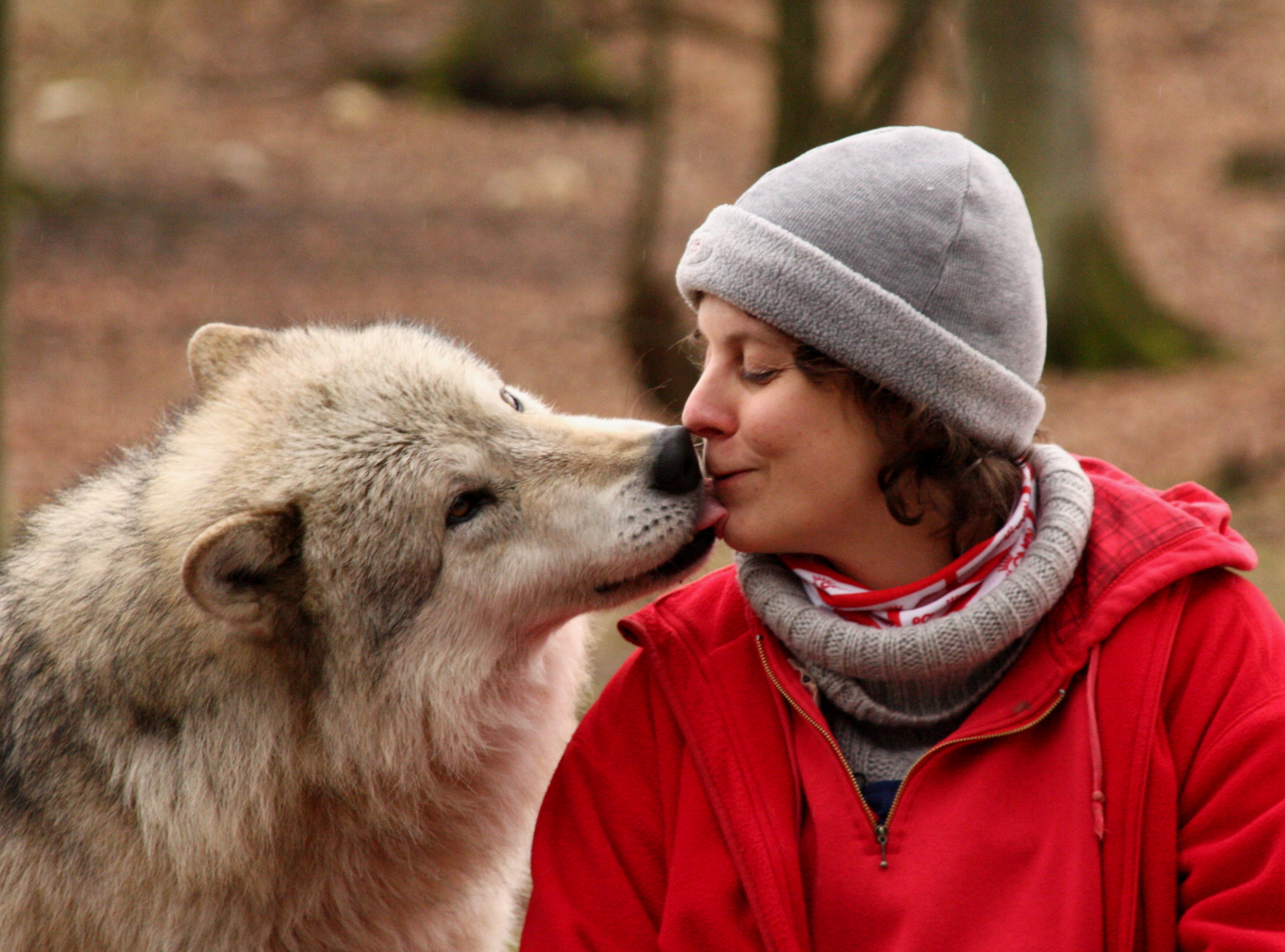Can a wolf be friendly?