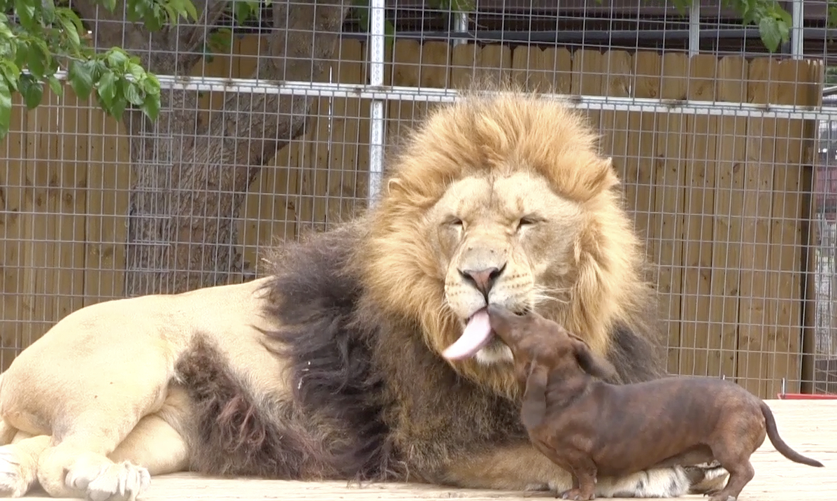 Dachshund 'Milo' is lion's best friend — and dentist