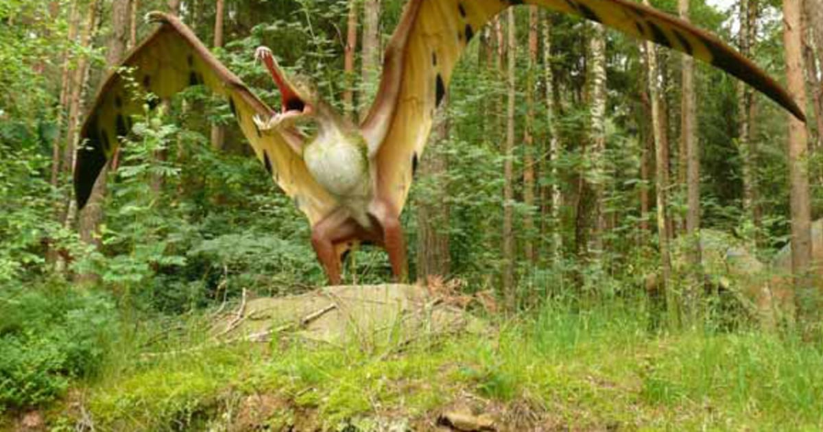 Pterosaur features defy comparison
