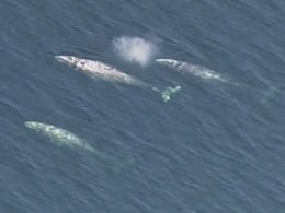 Gray whales make a splash in California - Video on NBCNews.com