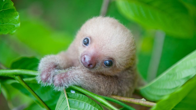 Sloths cuddle, snack and hang out in institute's cute photos