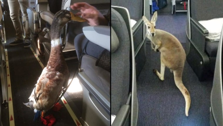 Airlines and cruise ships crack down on emotional support animals