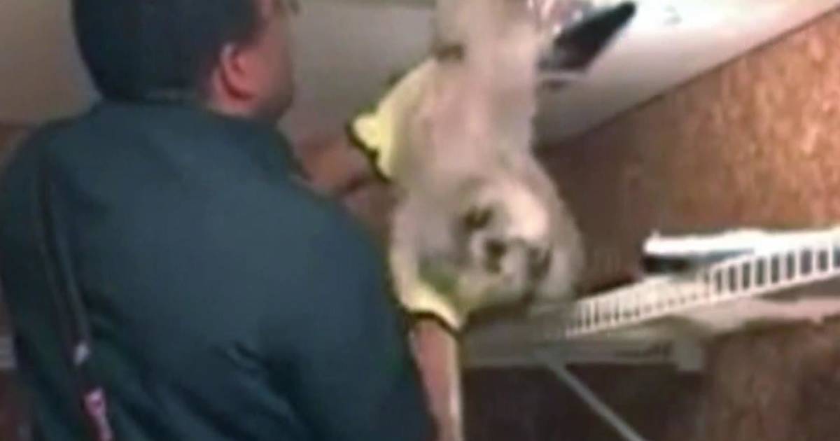 Dog rescued from ventilation duct in Virginia