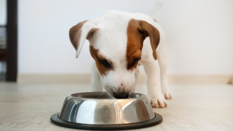 Some Dog Food Has Toxic Levels Of Vitamin D Fda Warns