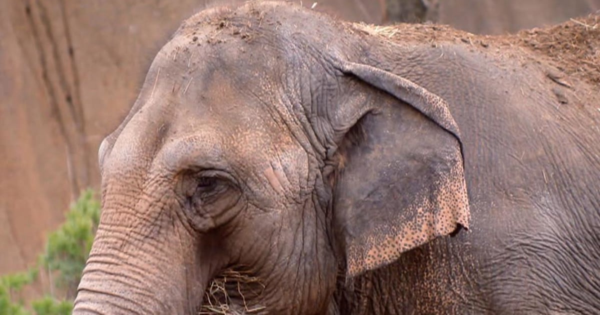 St. Louis Zoo using new tech to help elephants lose weight