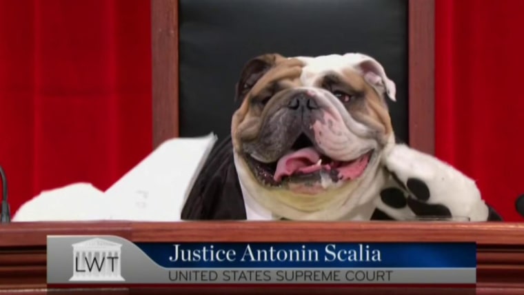 The Supreme Court Of Cute Dogs