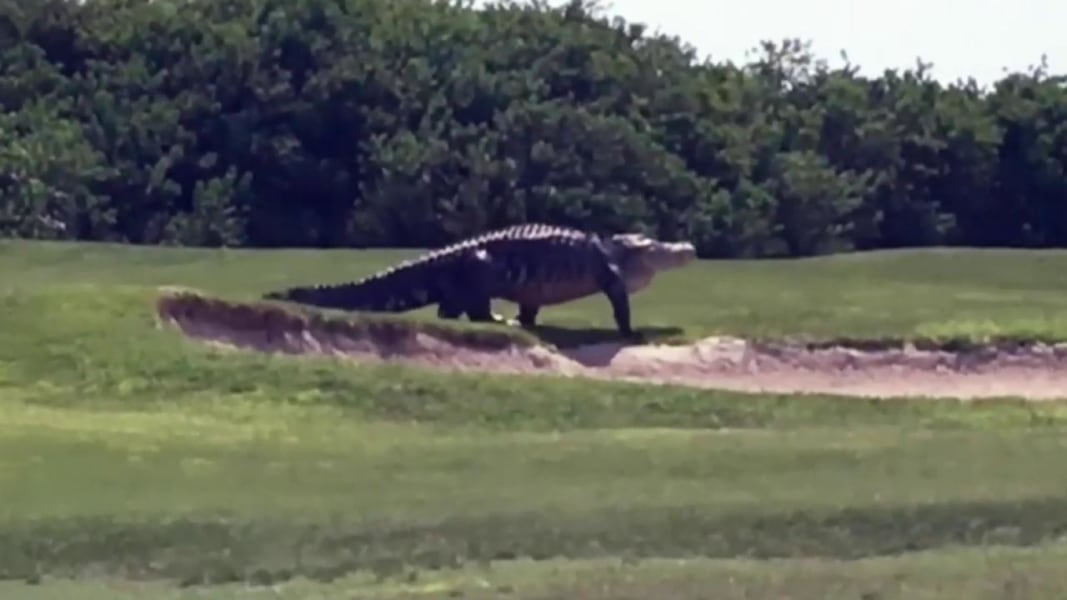 Watch a JurassicSized Alligator Stalk a Florida Golf Course  NBC News