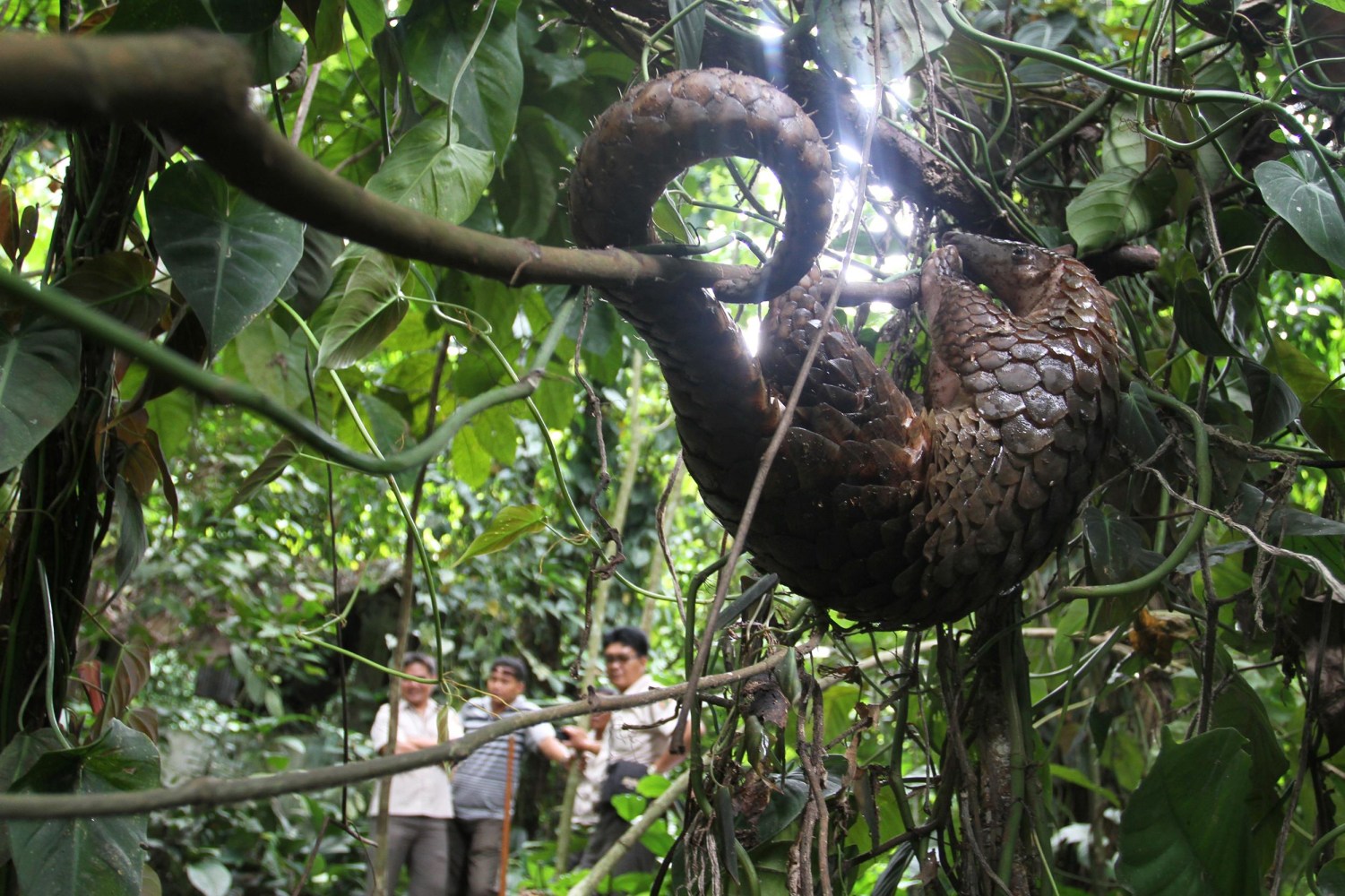 Delicious? Rich Chinese Diners Push Exotic Pangolin Toward Extinction - NBC News