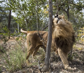 Two Lions, Freed From Circuses, Are Poached in South Africa