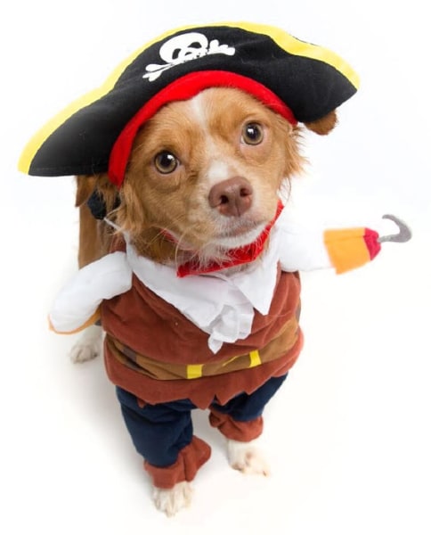  Halloween  dog  costume  ideas  32 easy cute costumes  for 