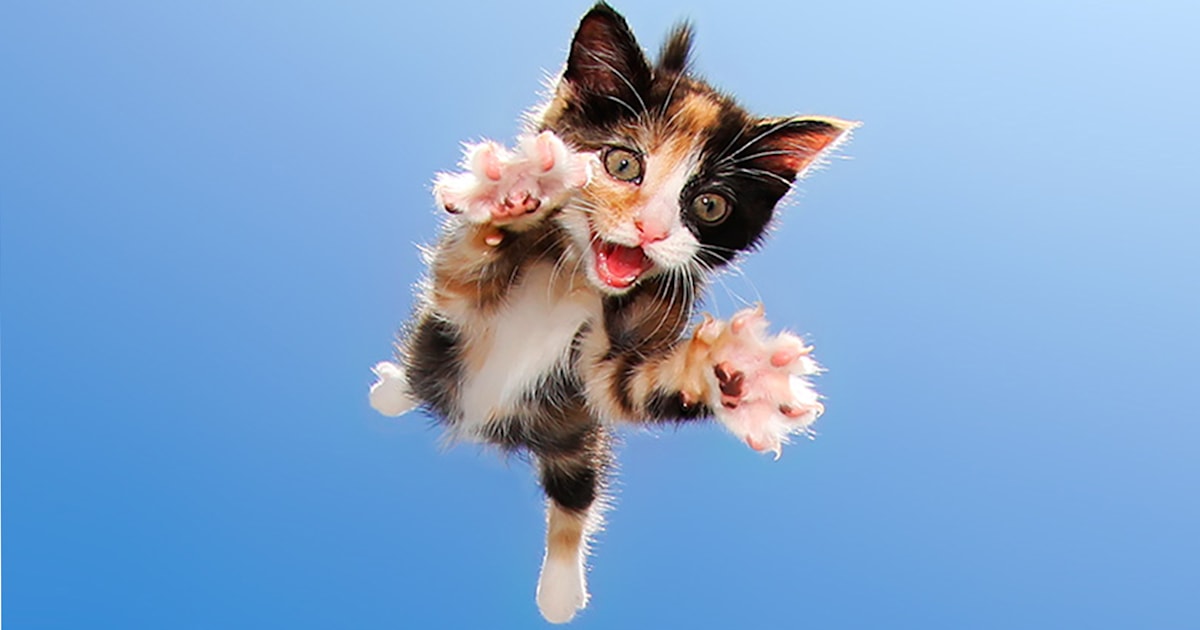 These photos capture adorable kittens midpounce  and we 