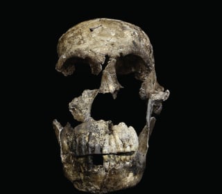 Early Human Homo Naledi May Have Made Tools, Buried Dead 