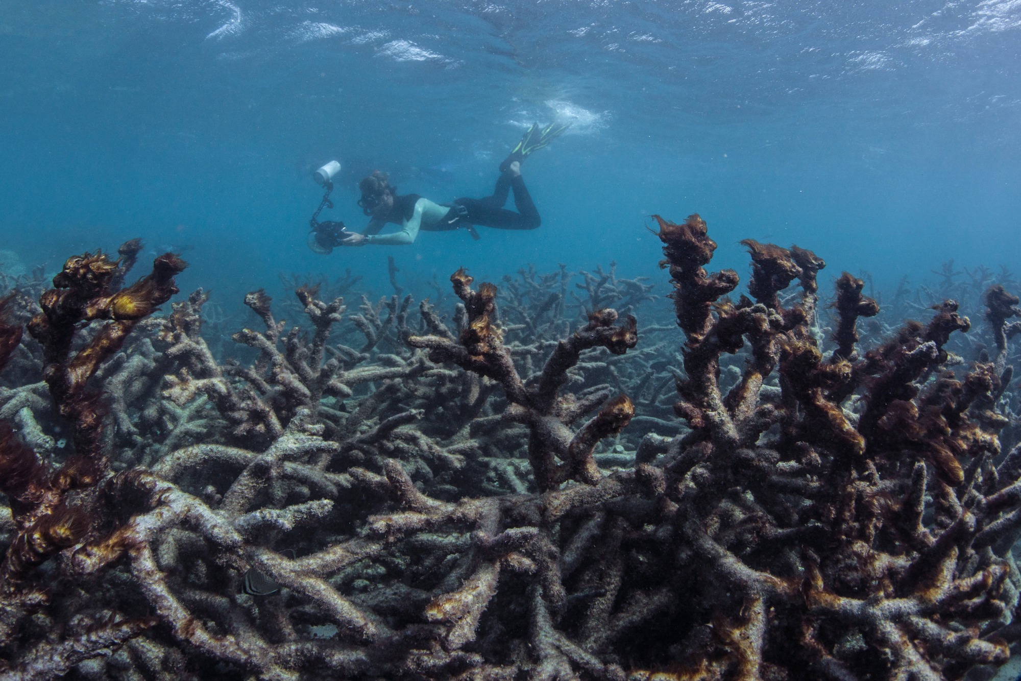 Corals are also climate “refugees”
