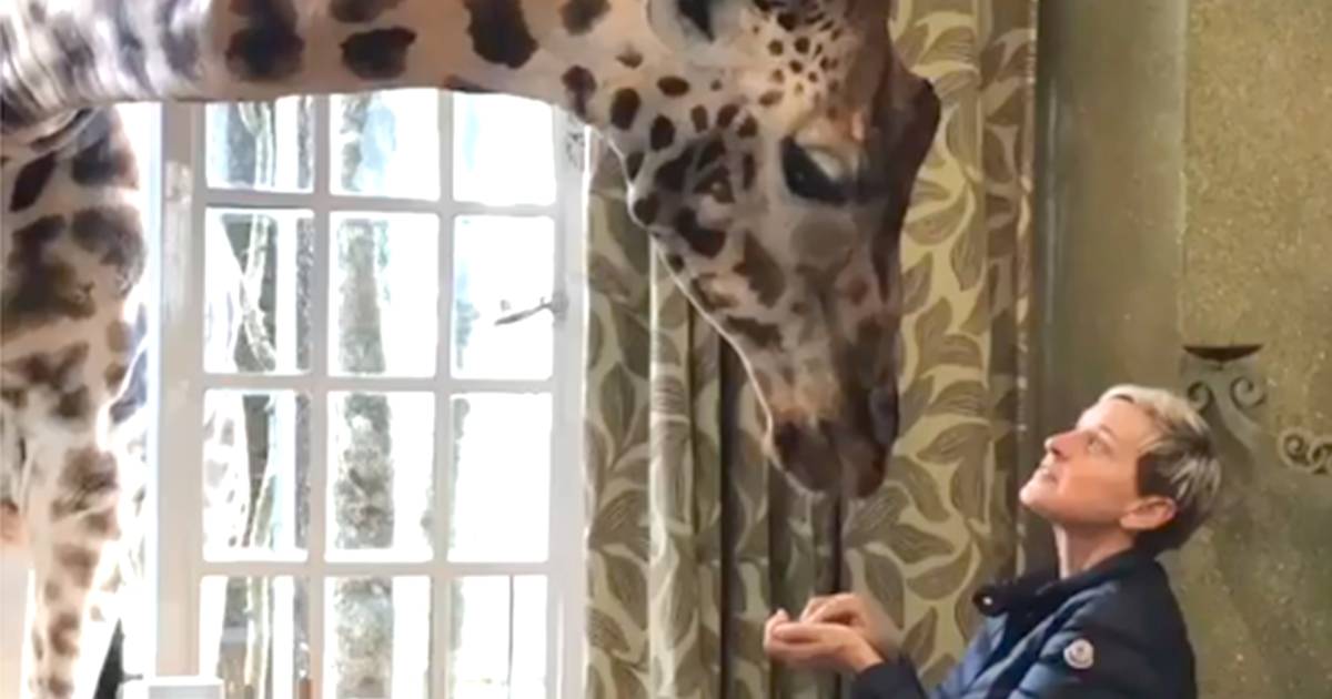Ellen DeGeneres hand-feeds giraffes in Africa at Giraffe Manor