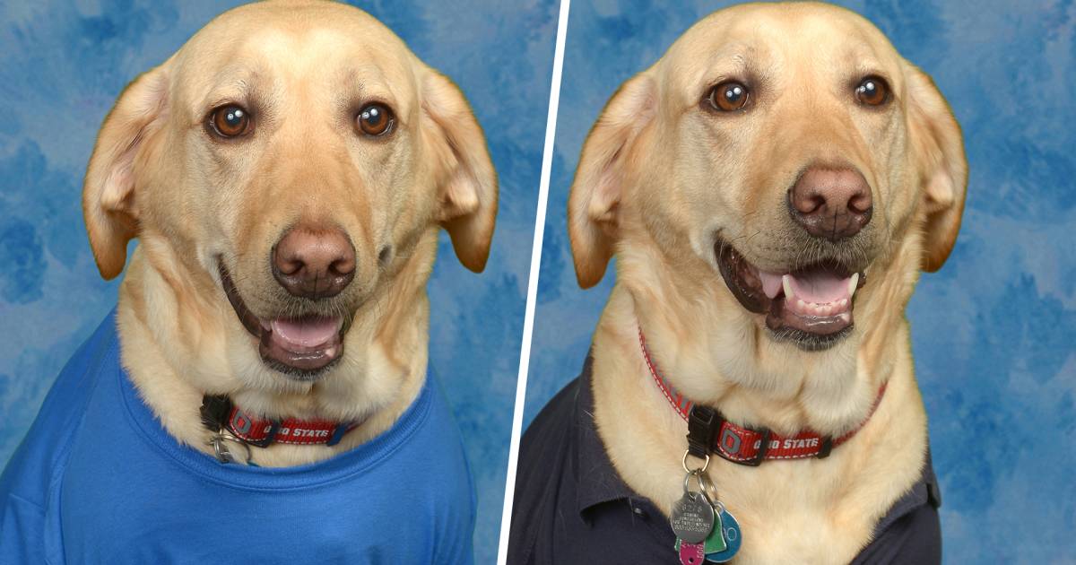 Adorable service dog gets photo in yearbook, graduates from fifth grade