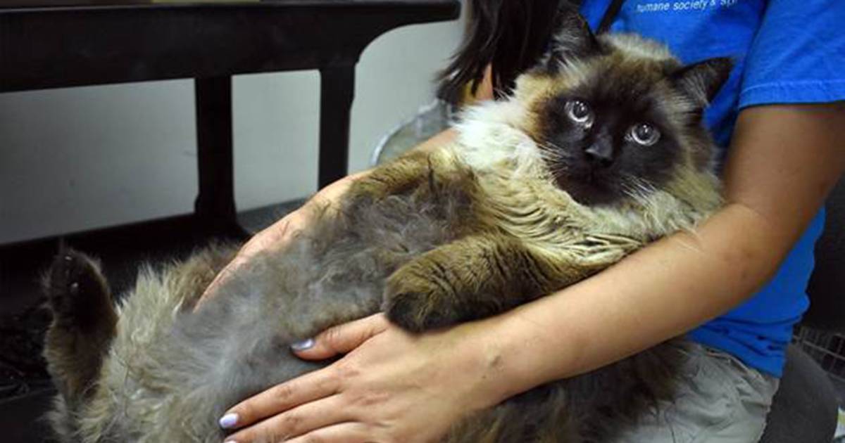 'Huge cat alert': 29-pound feline named Chubbs finds new home after rescue