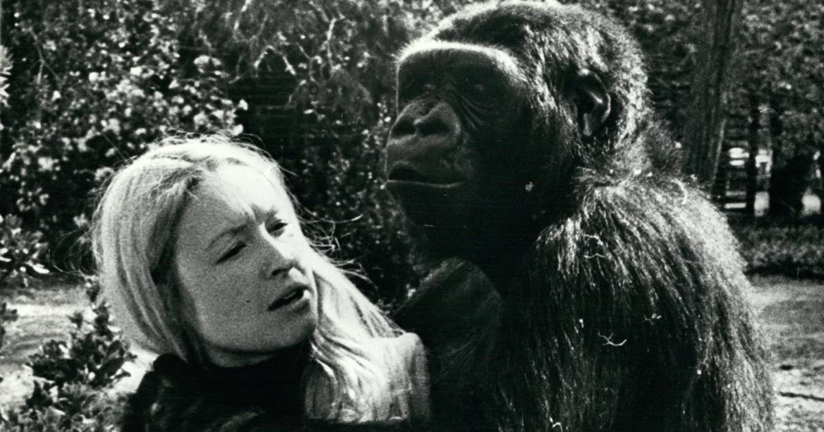 Koko, the beloved gorilla who communicated using sign language, has died