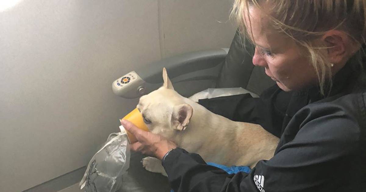 JetBlue crew saves French bulldog struggling to breathe on flight