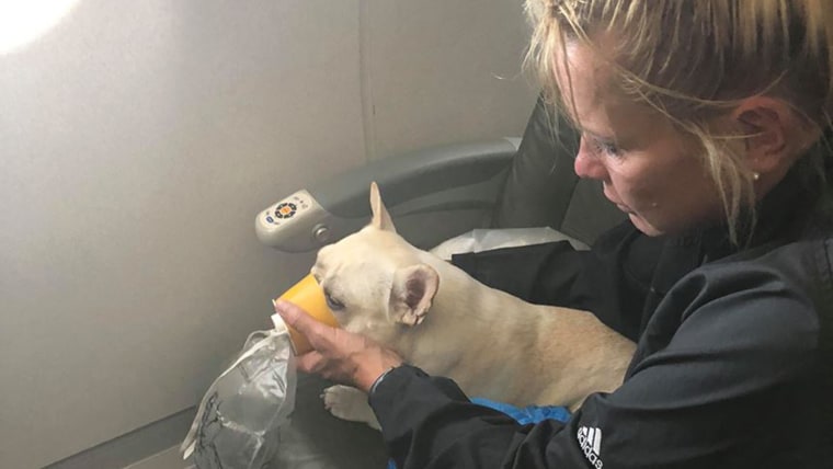 JetBlue crew saves French bulldog on flight