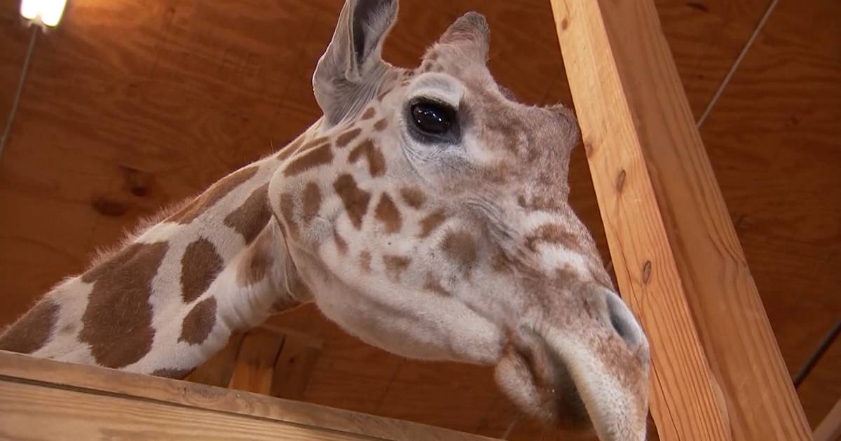 April the Giraffe is pregnant — again!