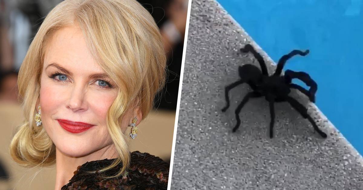 Watch Nicole Kidman rescue a massive tarantula (while her children scream)