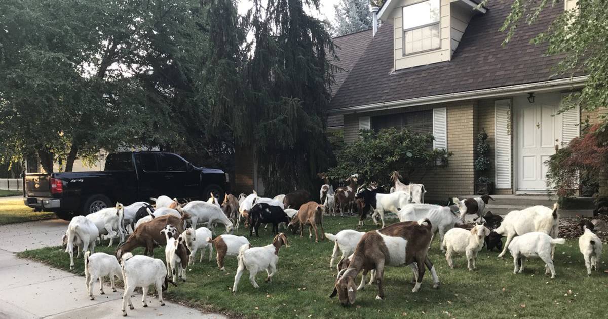 No kidding! More than 100 rogue goats descend on Idaho neighborhood