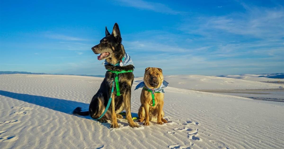 Top pet-friendly US vacation destinations for dogs