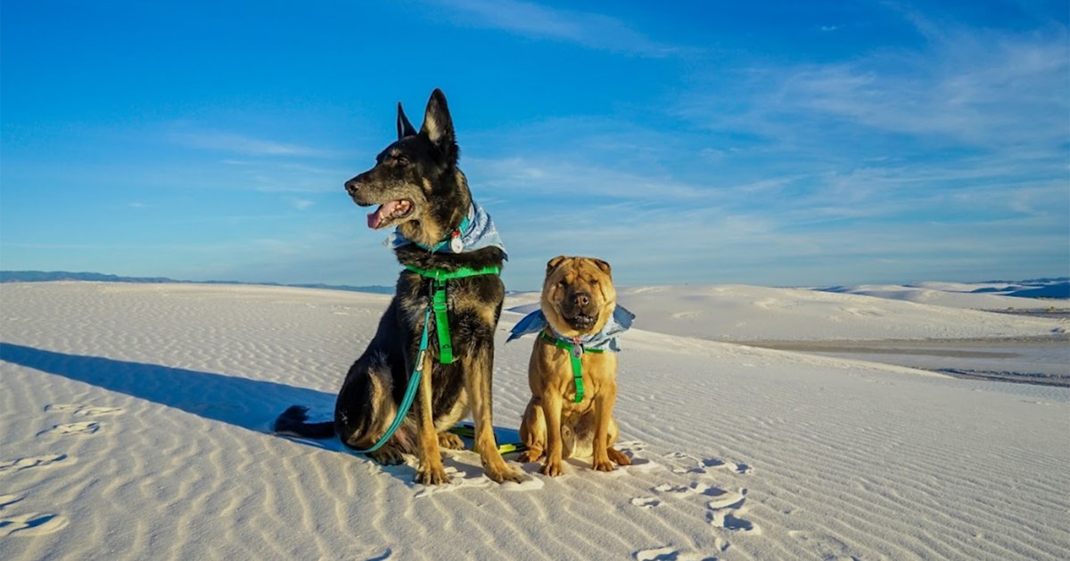 places to vacation with dogs