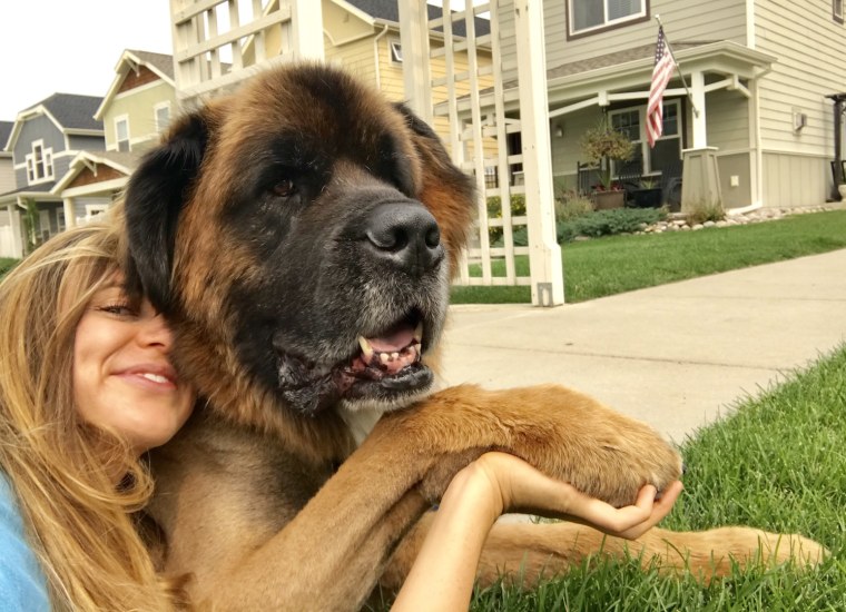 Leonberger, Zeus, and his owner laying in the grass