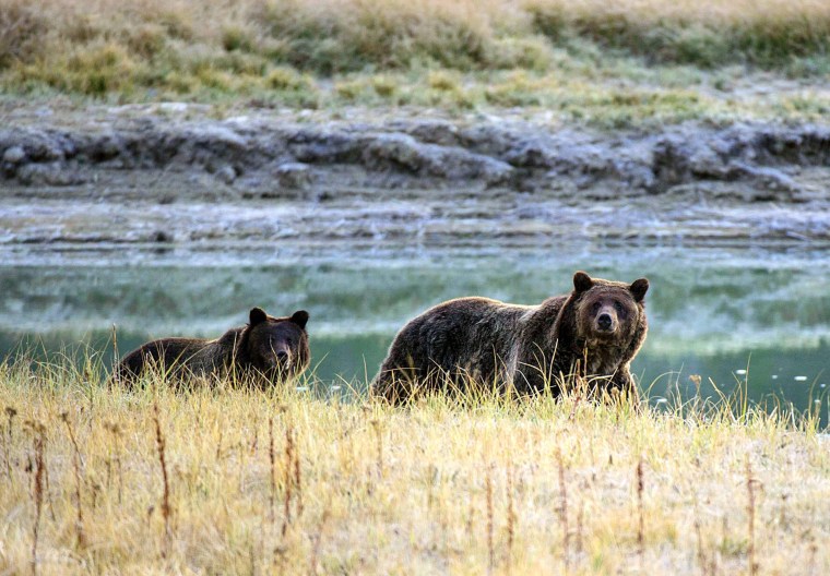 Fuckwit judge halts first grizzly bear hunts in more than 40 years in Wyoming, Idaho 180831-grizzly-bear-al-0806_7dce849655087b080643edc425de71e8.fit-760w