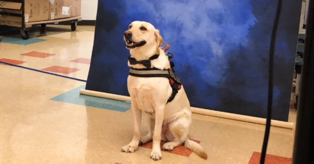 Service dog poses for yearbook photo (with bow tie!) and melts hearts everywhere