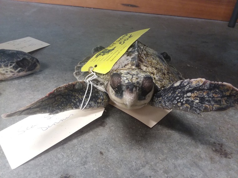 A sea turtle is found dead along frozen waters in Cape Cod Bay in Massachusetts around 6 a.m. Friday. The turtle joins more than 190 others that were found dead on Thanksgiving Day and part of 400 this season.