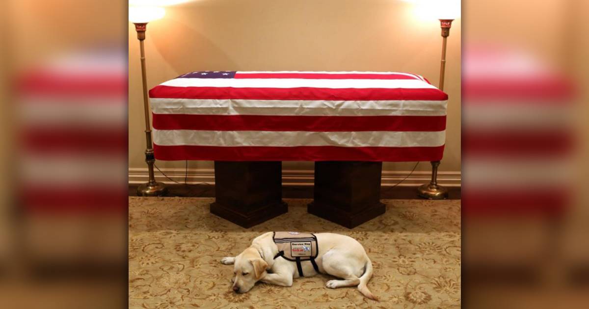 George H.W. Bush’s dog Sully lies in front of casket in heartbreaking photo