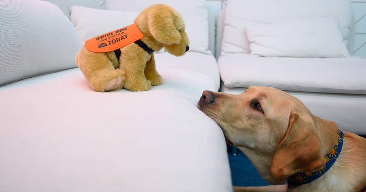 TODAY's puppy with a purpose, Sunny, now has his own plush! Here's how to get one