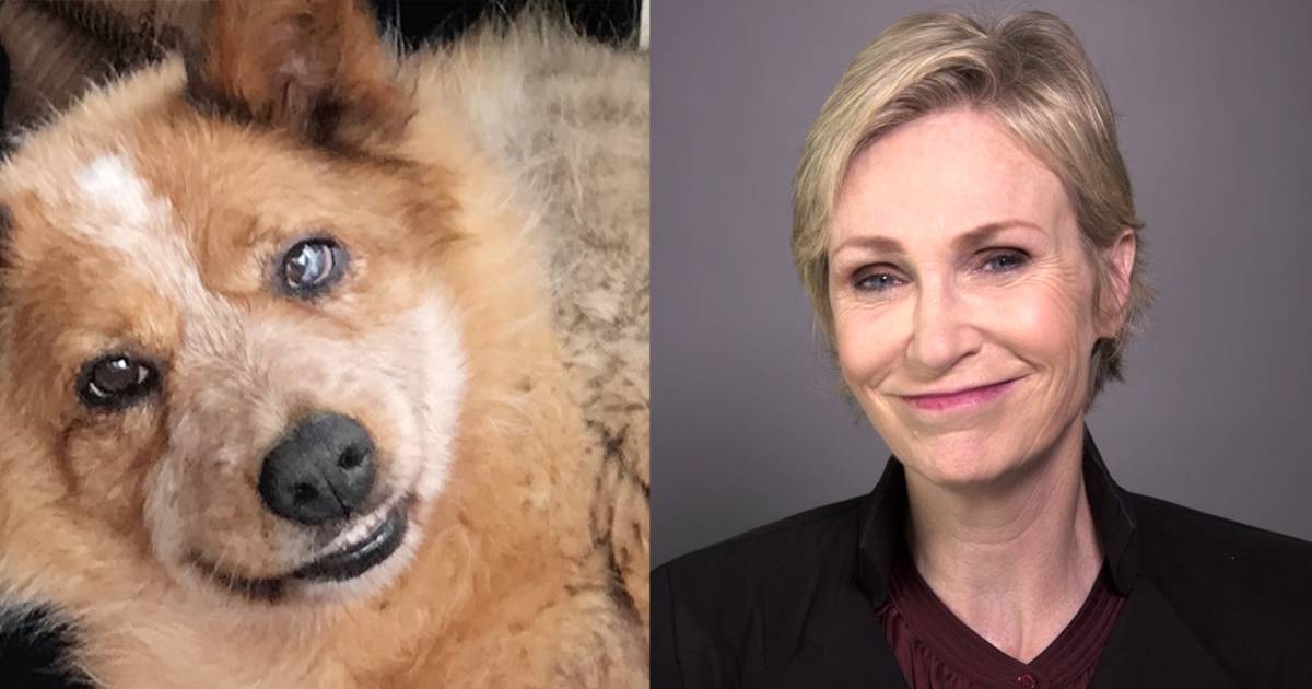 How Jane Lynch found comfort in her rescue dog's viral Instagram account