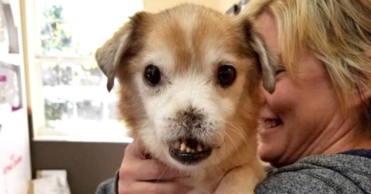 Meet Sniffles, the adorable pup without a nose looking for a home
