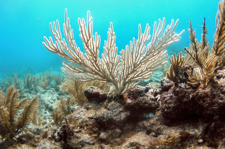 Melanoma less important than fucking coral, so listen-up, serfs: Key West moves to ban sunscreens that could damage reefs 190116-islamorada-florida-coral-reef-bleaching-cs-116p_54448b1241d3720dcc6aba574fbeff9b.fit-760w
