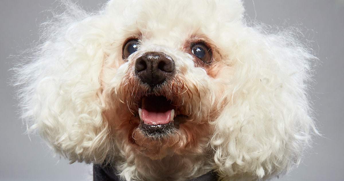 Abandoned for being 'too old,' 16-year-old dog finds fame during Super Bowl