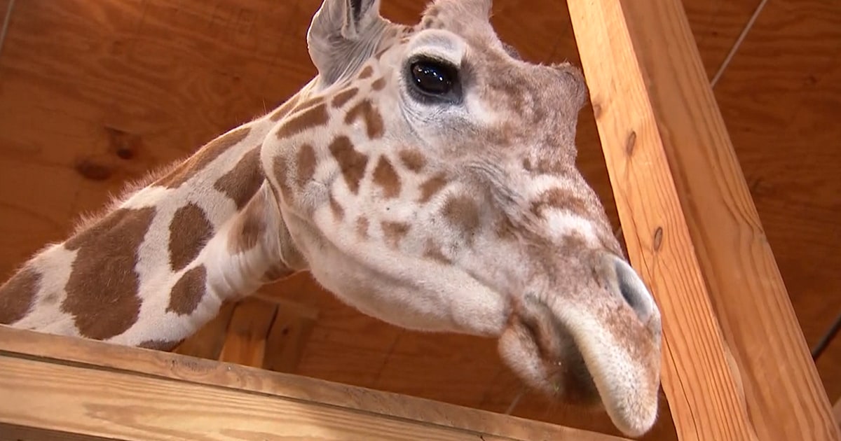 April the Giraffe is expected to give birth again any day now