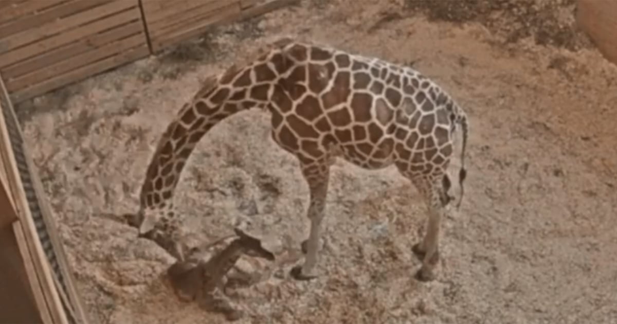 The baby is here! April the Giraffe just gave birth for the 5th time