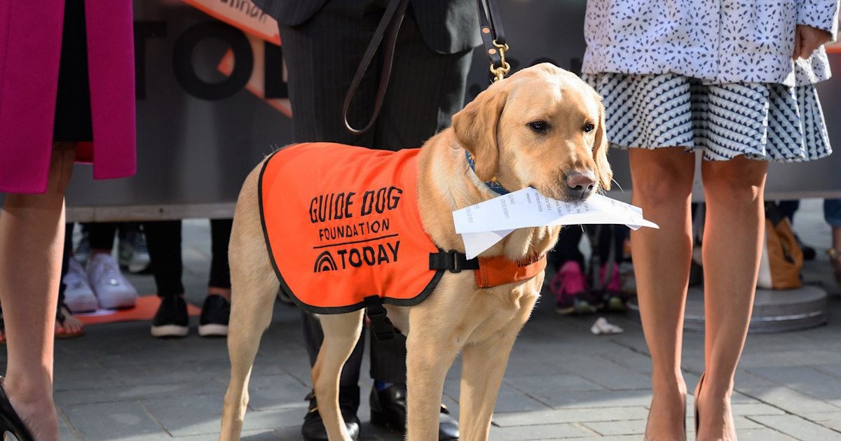 Sunny updates us on what he's learned in his guide dog training