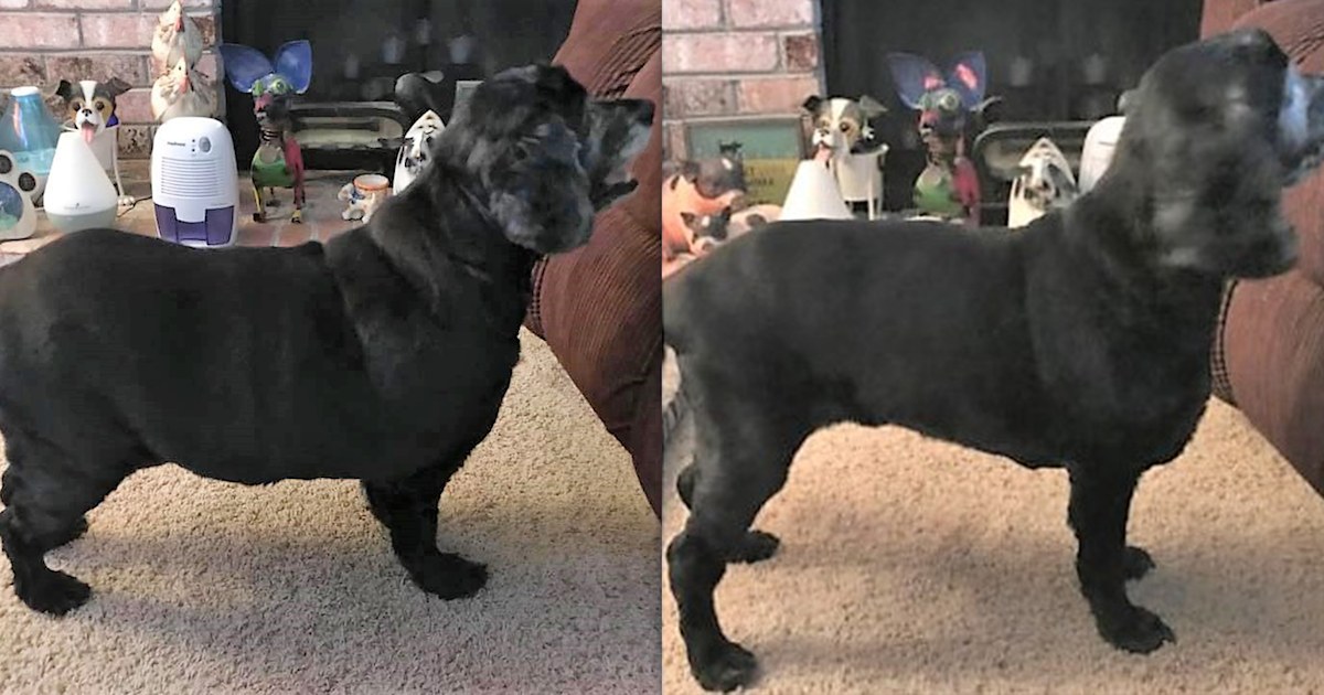 Rescued senior dog loses 15 pounds and now life is good