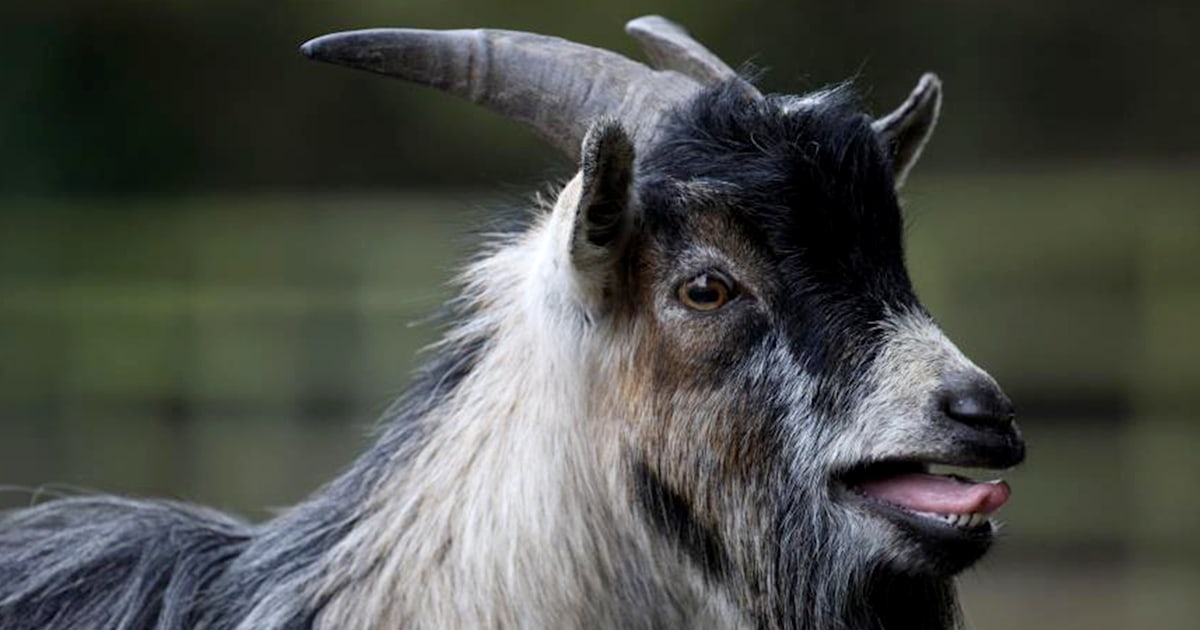 Goats detect slight emotional changes in other goats' calls