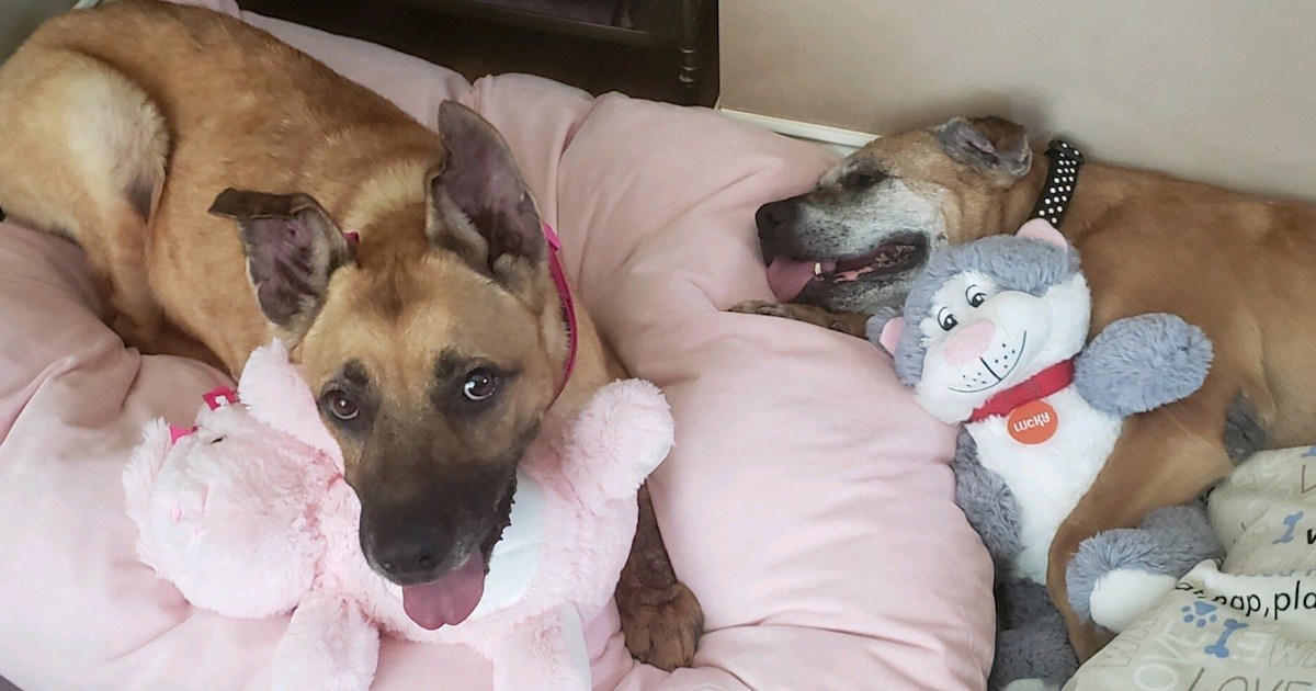 Heartwarming adoption gives 3 senior dogs a forever home