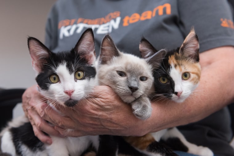 A volunteer cradles three rescued kittens.