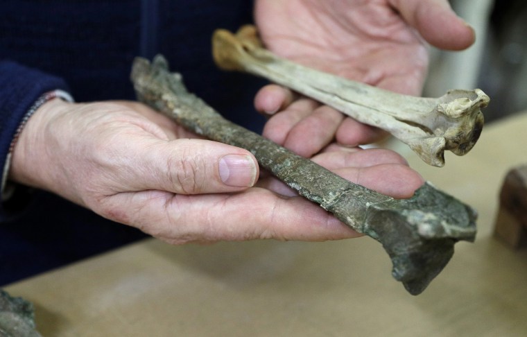画像：博士ポール*スコフィールド、カンタベリー博物館のシニアキュレーター自然史は、次のクライストチャーチ、ニュージーランドの皇帝ペンギンの同様の骨に、化石、tibiotarsus、左を保持しています