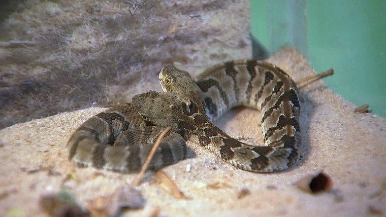 The two-headed timber rattlesnake (Crotalus horridus).